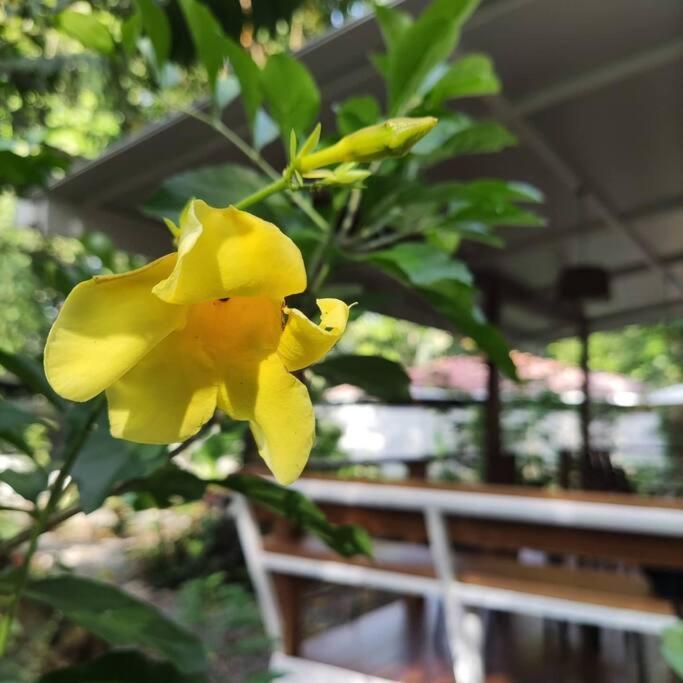 Little Yemanja Bungalow Puerto Viejo de Talamanca Экстерьер фото